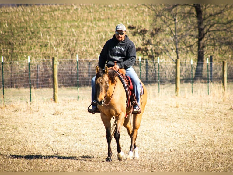 American Quarter Horse Wałach 10 lat Bułana in Sonora KY