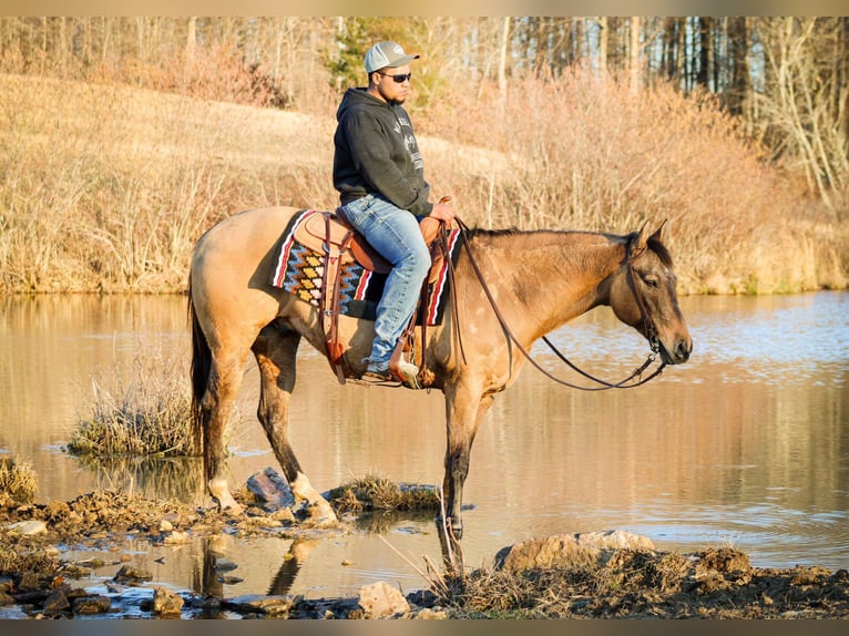 American Quarter Horse Wałach 10 lat Bułana in Sonora KY