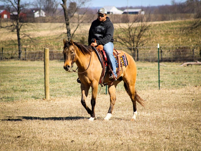 American Quarter Horse Wałach 10 lat Bułana in Sonora KY