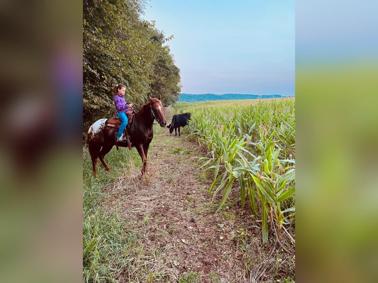 American Quarter Horse Wałach 10 lat Ciemnokasztanowata in Millersburg PA