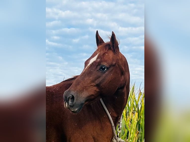 American Quarter Horse Wałach 10 lat Ciemnokasztanowata in Millersburg PA