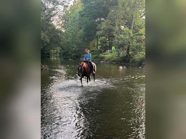 American Quarter Horse Wałach 10 lat Ciemnokasztanowata in Millersburg PA