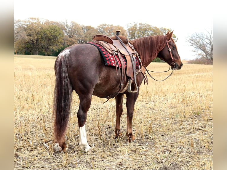 American Quarter Horse Mix Wałach 10 lat Ciemnokasztanowata in Buffalo, WY
