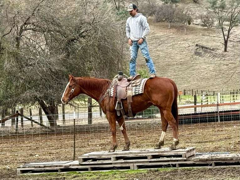 American Quarter Horse Wałach 10 lat Ciemnokasztanowata in Paicines, CA