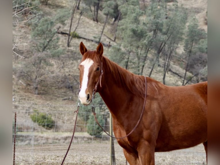 American Quarter Horse Wałach 10 lat Ciemnokasztanowata in Paicines, CA