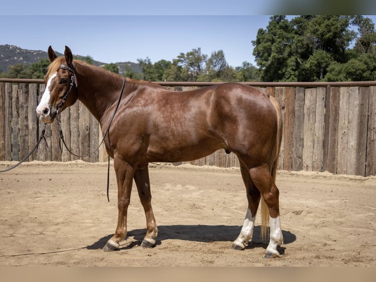 American Quarter Horse Wałach 10 lat Cisawa in Murrieta, CA