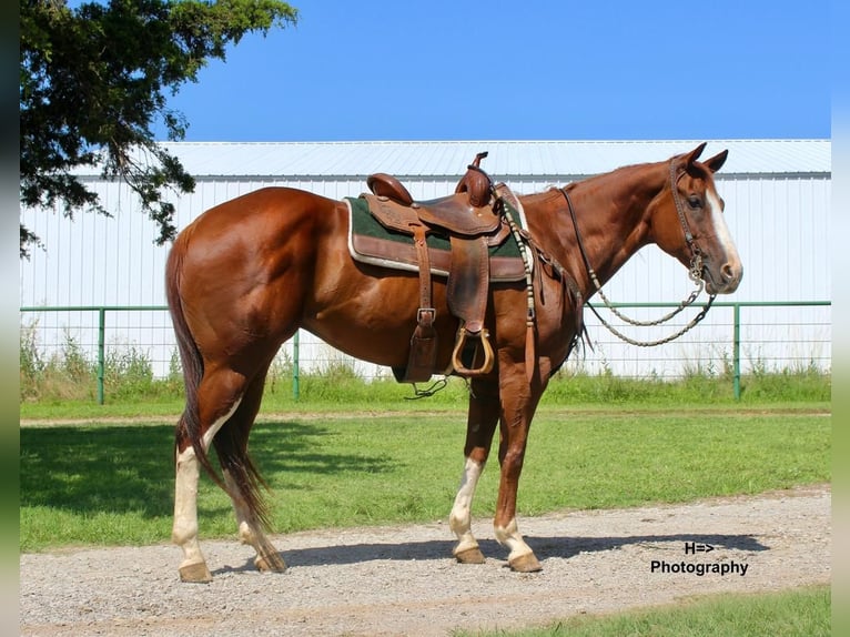 American Quarter Horse Wałach 10 lat Cisawa in Cushing, OK