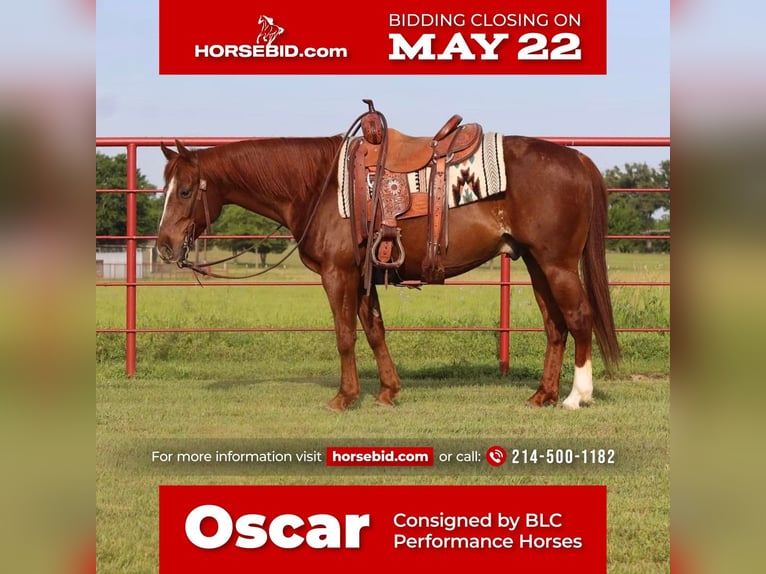 American Quarter Horse Wałach 10 lat Cisawa in Grand Saline, TX
