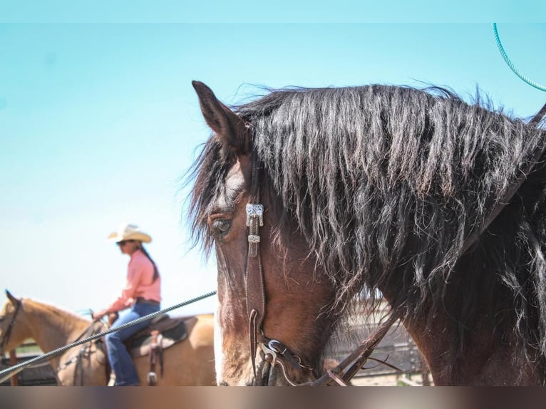 American Quarter Horse Mix Wałach 10 lat Gniada in Waterford, CA