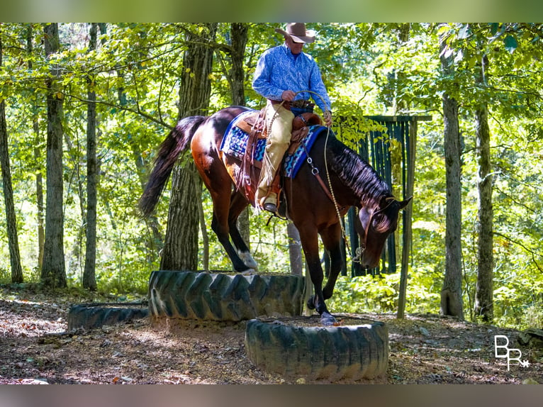 American Quarter Horse Wałach 10 lat Gniada in Mountain Grove MO