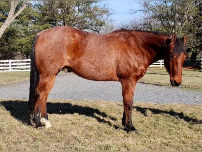 American Quarter Horse Mix Wałach 10 lat Gniadodereszowata in Allentown, NJ