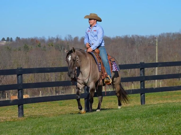 American Quarter Horse Wałach 10 lat Grullo in Fredericksburg, OH