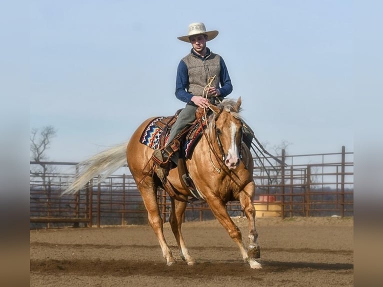 American Quarter Horse Wałach 10 lat Izabelowata in Sedalia, MO