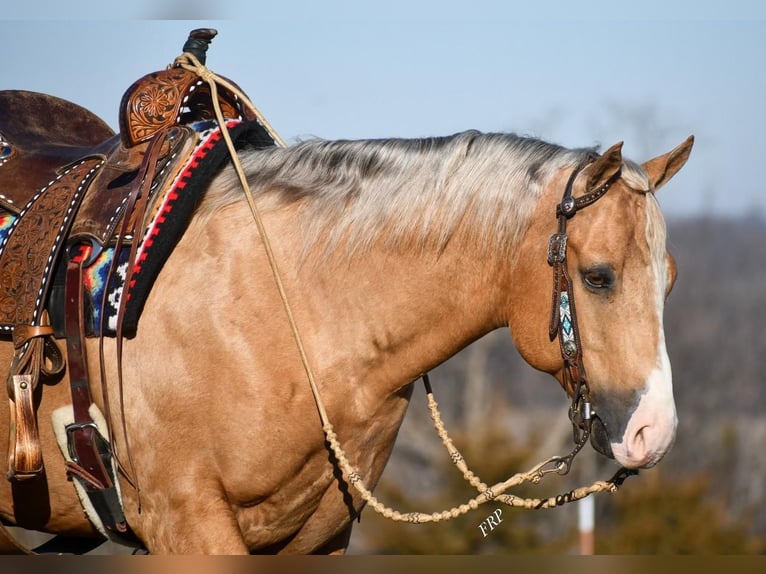 American Quarter Horse Wałach 10 lat Izabelowata in Sedalia, MO