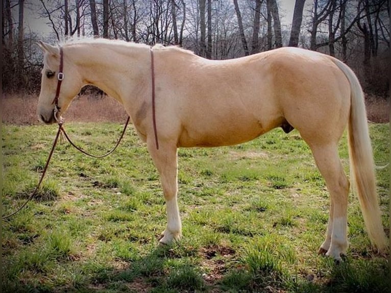 American Quarter Horse Wałach 10 lat Izabelowata in North Judson IN
