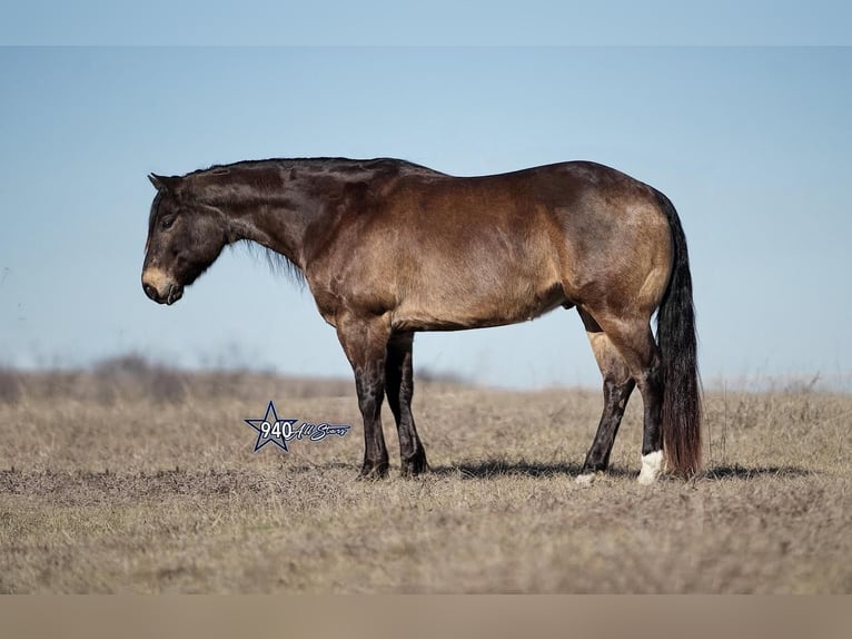 American Quarter Horse Wałach 10 lat Jelenia in Addison, TX