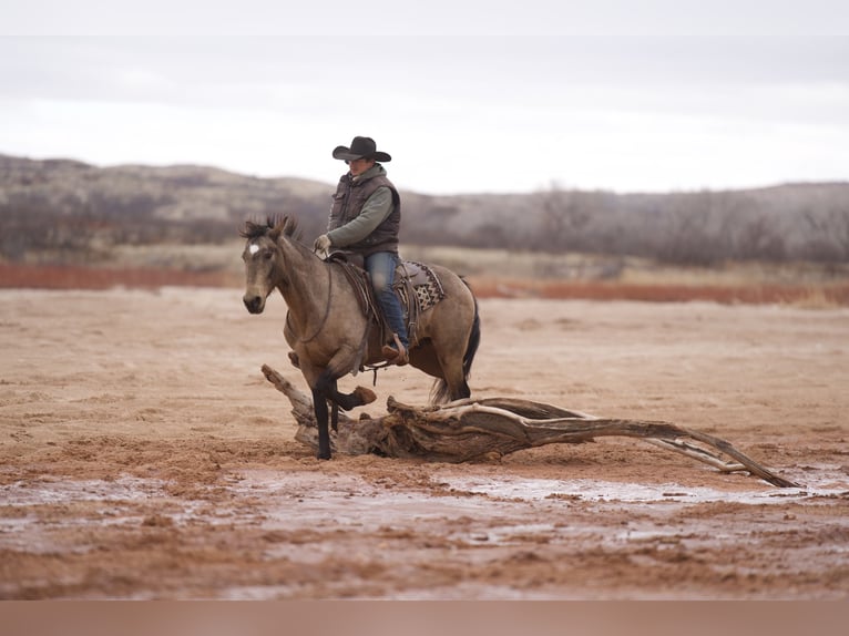 American Quarter Horse Wałach 10 lat Jelenia in Canyon