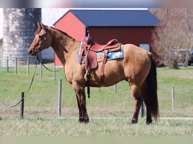 American Quarter Horse Wałach 10 lat Jelenia in Sonora KY