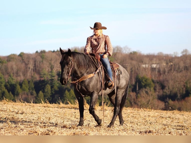 American Quarter Horse Mix Wałach 10 lat Karodereszowata in Clarion, PA