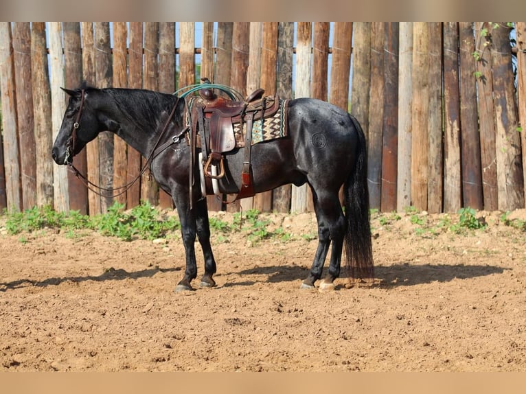American Quarter Horse Wałach 10 lat Karodereszowata in Joshua, TX