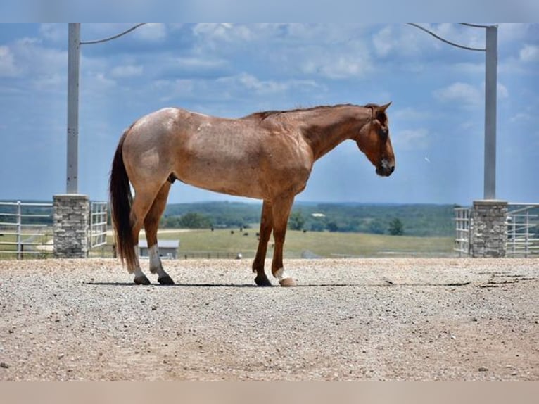 American Quarter Horse Wałach 10 lat Kasztanowatodereszowata in FORDSVILLE, KY