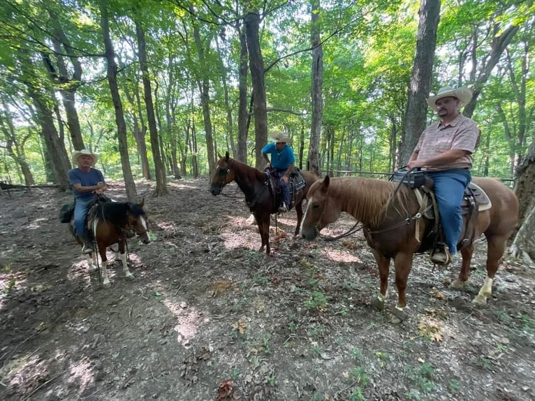 American Quarter Horse Wałach 10 lat Kasztanowatodereszowata in Robards, KY