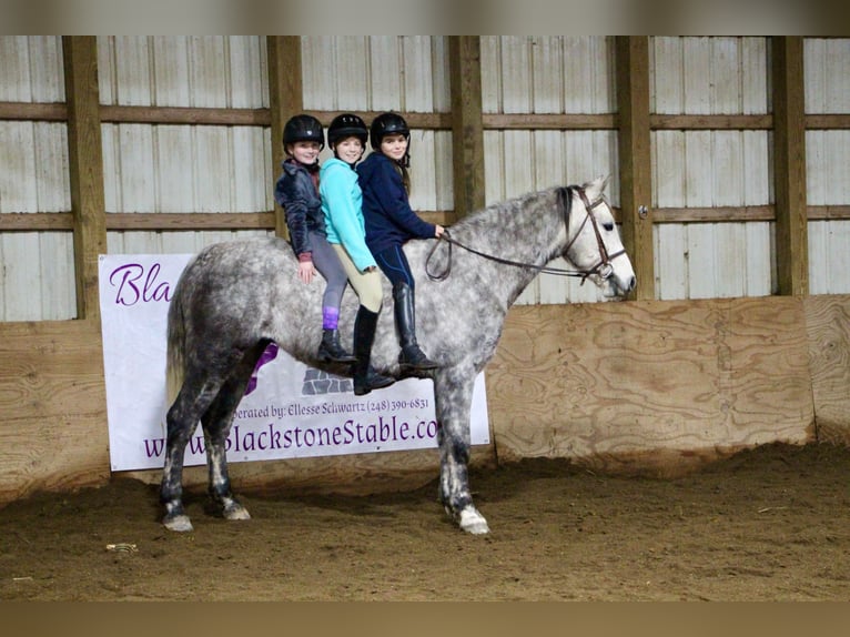 American Quarter Horse Wałach 10 lat Siwa jabłkowita in Highland MI