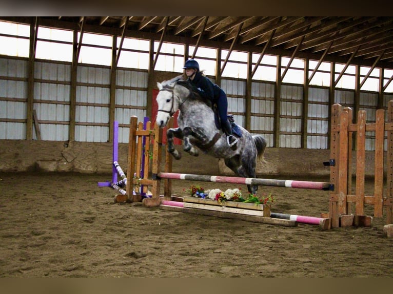 American Quarter Horse Wałach 10 lat Siwa jabłkowita in Highland MI