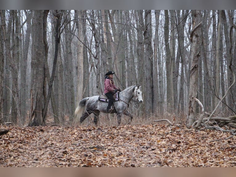 American Quarter Horse Wałach 10 lat Siwa jabłkowita in Highland MI