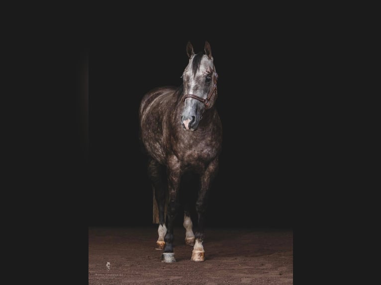 American Quarter Horse Wałach 10 lat Siwa jabłkowita in everett Pa