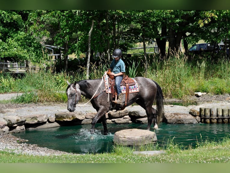 American Quarter Horse Wałach 10 lat Siwa jabłkowita in everett Pa