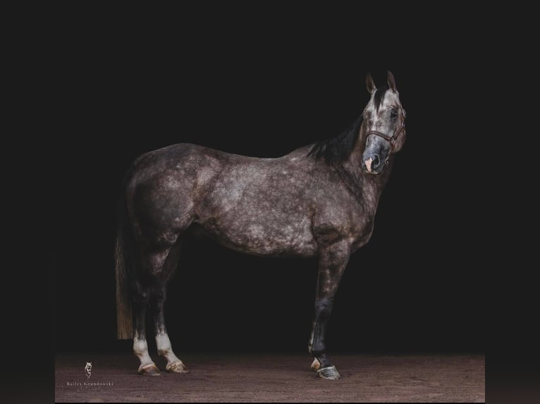 American Quarter Horse Wałach 10 lat Siwa jabłkowita in everett Pa