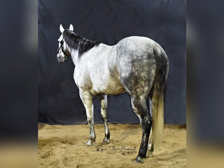 American Quarter Horse Wałach 10 lat Siwa jabłkowita in Lisbon, IA