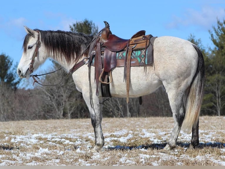 American Quarter Horse Wałach 10 lat Siwa in Cook Forest, PA