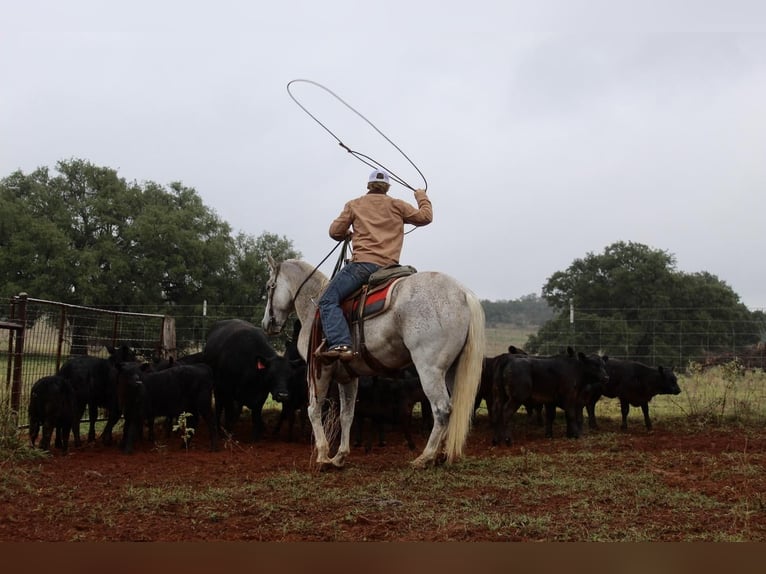 American Quarter Horse Wałach 10 lat Siwa in Waco, TX