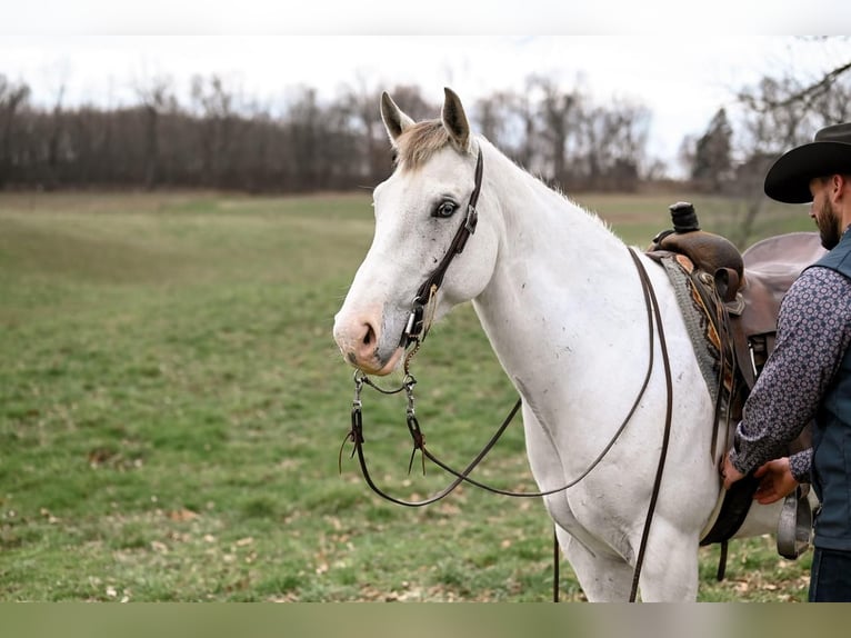 American Quarter Horse Wałach 10 lat Siwa in Dalton, OH