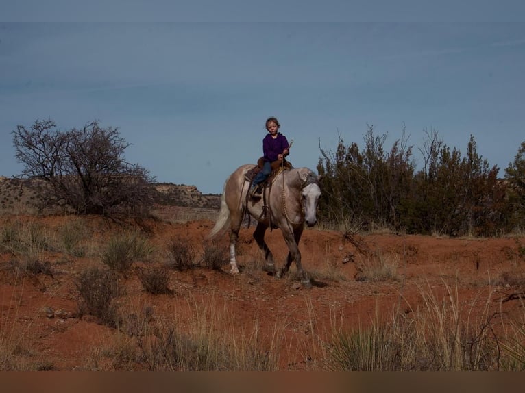 American Quarter Horse Wałach 10 lat Siwa in Canyon, TX