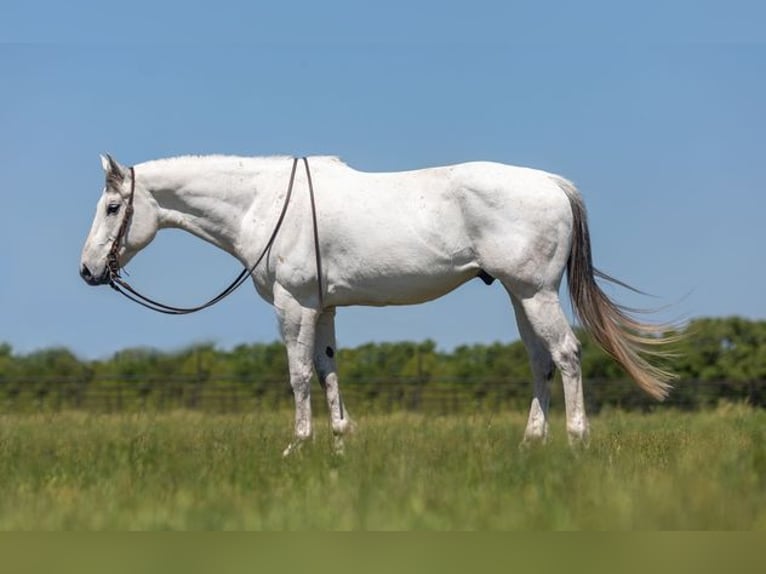 American Quarter Horse Wałach 10 lat Siwa in Weatherford TX