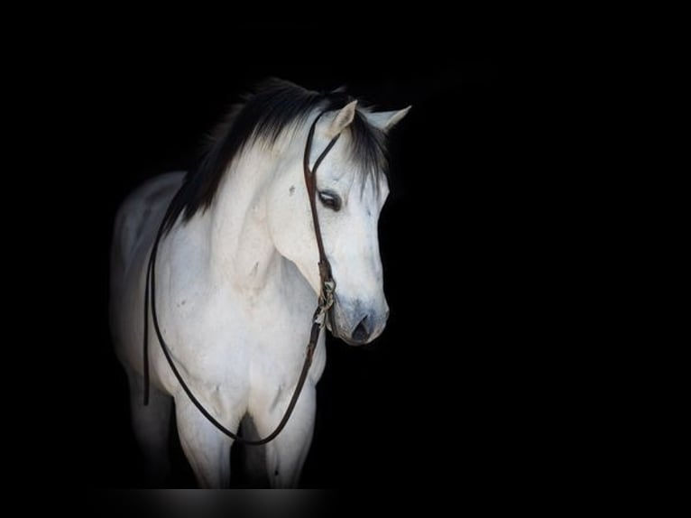 American Quarter Horse Wałach 10 lat Siwa in Weatherford TX