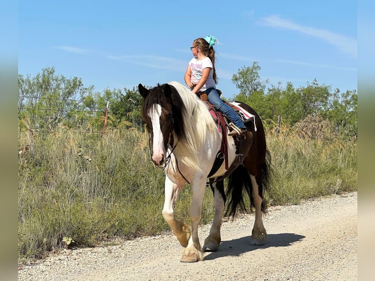 American Quarter Horse Wałach 10 lat Tobiano wszelkich maści in Byers TX