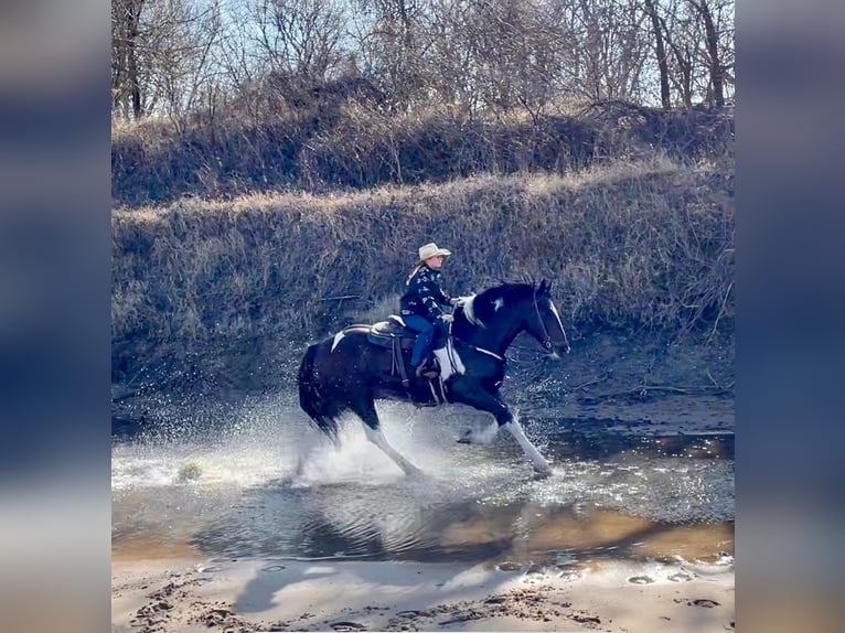 American Quarter Horse Wałach 10 lat Tobiano wszelkich maści in Ravenna TX
