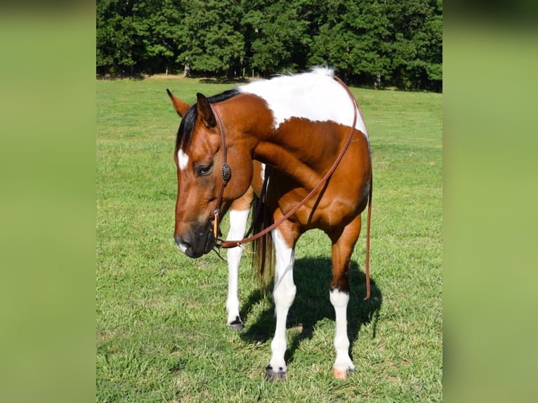 American Quarter Horse Wałach 10 lat Tobiano wszelkich maści in Hazelton IA