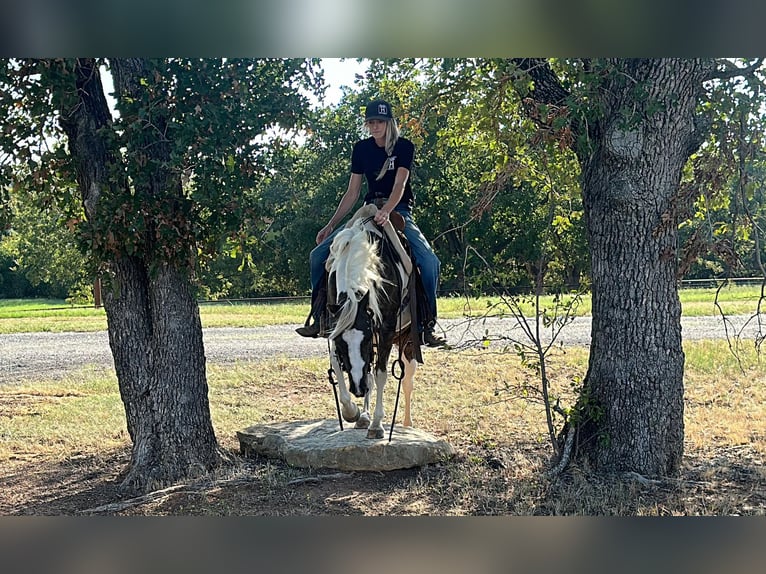 American Quarter Horse Wałach 10 lat Tobiano wszelkich maści in Byers TX