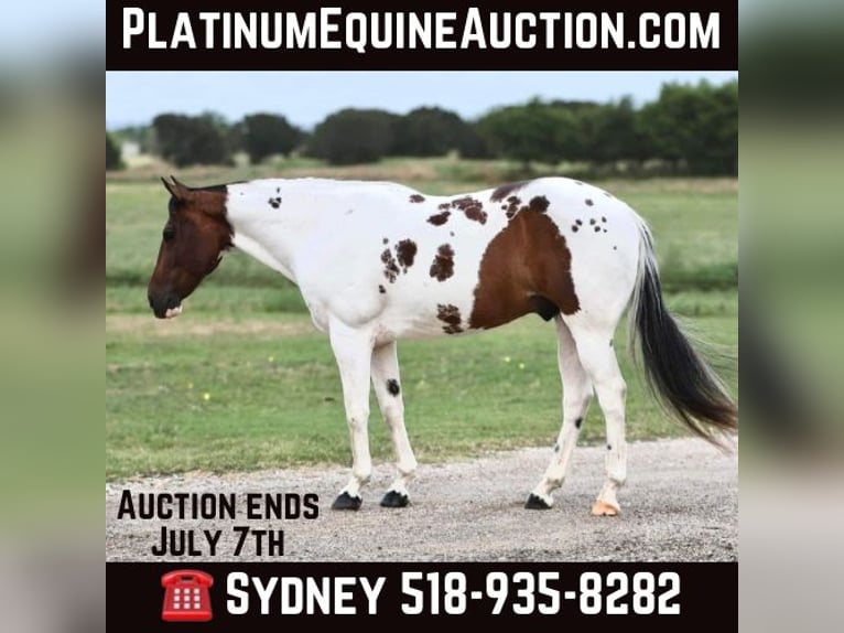 American Quarter Horse Wałach 10 lat Tobiano wszelkich maści in Granbury TX