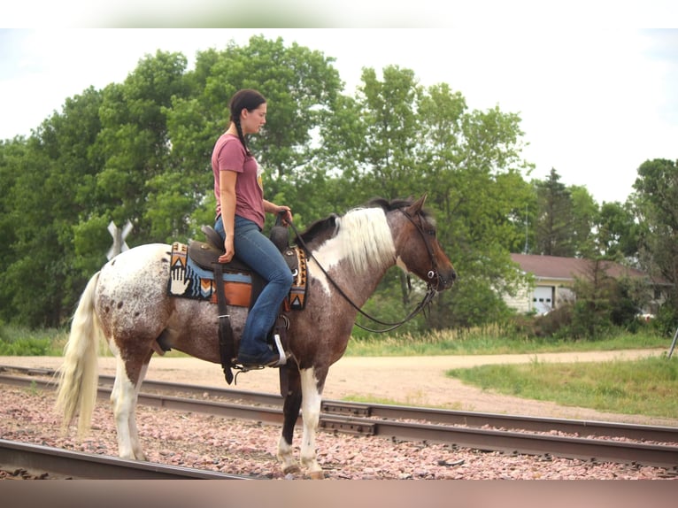 American Quarter Horse Wałach 11 lat 135 cm Ciemnokasztanowata in Rusk TX