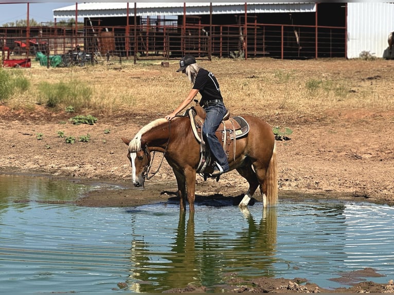 American Quarter Horse Wałach 11 lat 135 cm Ciemnokasztanowata in byers TX