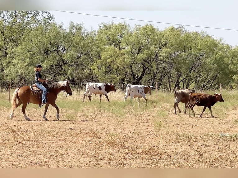 American Quarter Horse Wałach 11 lat 135 cm Ciemnokasztanowata in byers TX