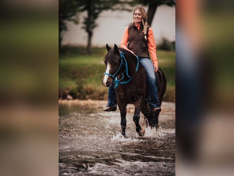 American Quarter Horse Wałach 11 lat 137 cm Gniada in Berea KY