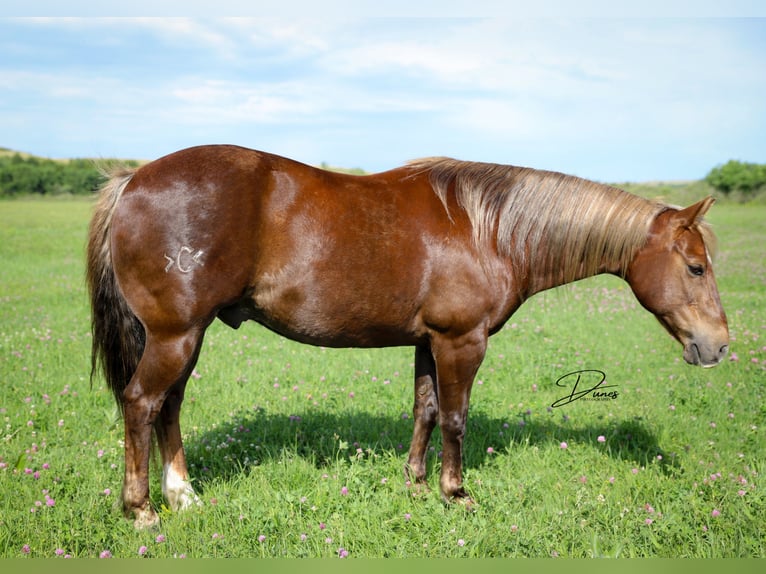 American Quarter Horse Wałach 11 lat 140 cm Ciemnokasztanowata in Thedford, NE