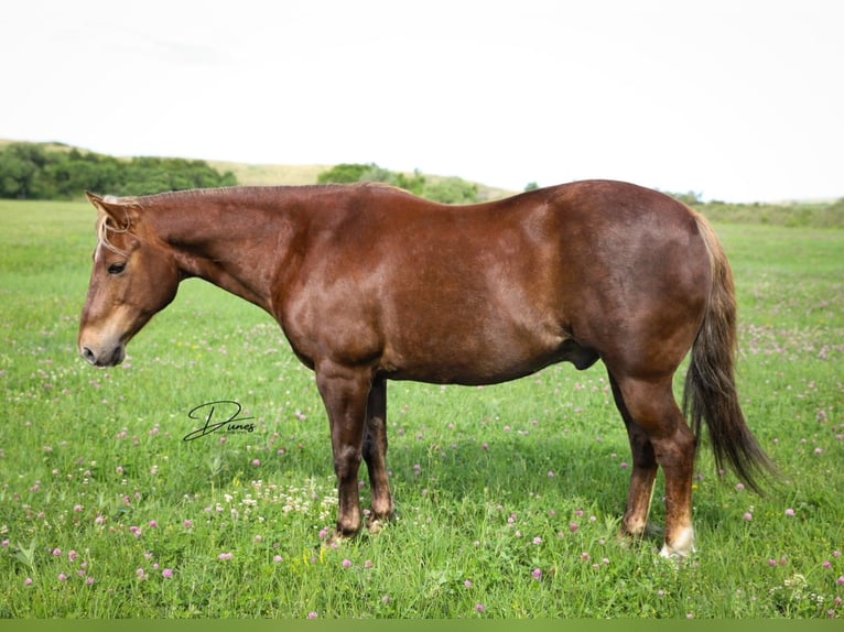 American Quarter Horse Wałach 11 lat 140 cm Ciemnokasztanowata in Thedford, NE